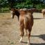 2010 Filly by SPARKLE PEPPY BARS out of Its Cashs Peachs