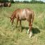 2010 Filly by SPARKLE PEPPY BARS out of Its Cashs Peachs