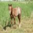 2010 Filly by SPARKLE PEPPY BARS out of Its Cashs Peachs