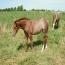 2010 Filly by SPARKLE PEPPY BARS out of Its Cashs Peachs