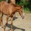 2010 Filly by It's A Union Magic