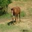 2010 Filly by It's A Union Magic