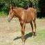 2010 Filly by It's A Union Magic